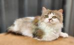 Langhaar kater gecastreerd raszuiver 1jr oud, Dieren en Toebehoren, Kater, Gechipt, 0 tot 2 jaar