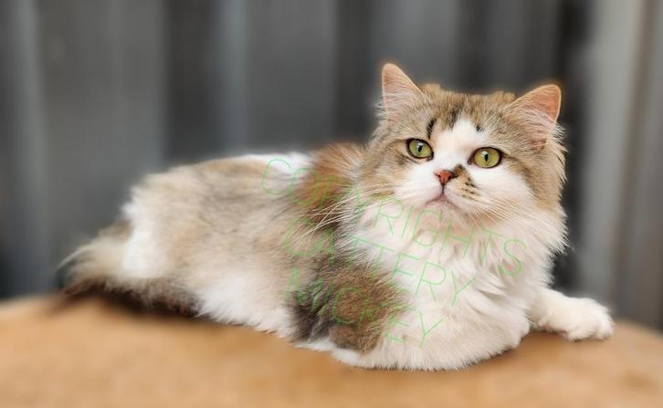 Langhaar kater gecastreerd raszuiver 1jr oud, Dieren en Toebehoren, Katten en Kittens | Raskatten | Langhaar, Kater, 0 tot 2 jaar