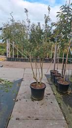Osmanthus x burkwoodii groenblijvende meerstammige boom, Tuin en Terras, Overige soorten, Zomer, Ophalen, Volle zon