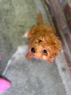 TOY POEDEL PUPPY’S, Dieren en Toebehoren, Honden | Chihuahua's en Gezelschapshonden, Poedel, CDV (hondenziekte), 8 tot 15 weken