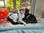 Twee lieve katten zoeken samen een nieuw thuis, Dieren en Toebehoren, Katten en Kittens | Overige Katten