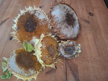 Zonnebloem zaden oogst beschikbaar voor biedingen