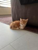 Mooie kittens  zoek een nieuwe huisje, Dieren en Toebehoren, Katten en Kittens | Overige Katten, Kater, 0 tot 2 jaar