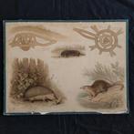 Schoolplaat Egel, mol, desman (1878-1906), Antiek en Kunst, Natuur en Biologie, Ophalen of Verzenden