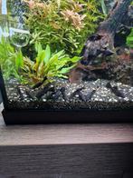 12 black molly's, Vis