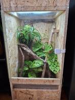 Terrarium met 2 wimpergekko', 83x42x42cm, Dieren en Toebehoren, Ophalen, Nieuw, Terrarium of Paludarium