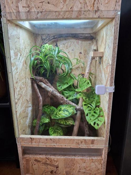 Terrarium met 2 wimpergekko', 83x42x42cm, Dieren en Toebehoren, Reptielen en Amfibieën | Toebehoren, Nieuw, Terrarium of Paludarium