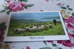 Ierland Postkaart - Schapen Kudde in Co. Kerry met Herder, Verzenden, 1980 tot heden, Gelopen, Overig Europa