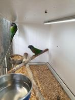 Pyrhurra Leucotis emma kweekkoppel NIET TAM !!!, Meerdere dieren, Parkiet, Tam