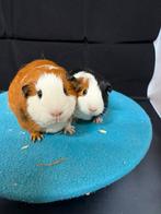Cavia zeugen moeder en dochter, Dieren en Toebehoren, Knaagdieren, Cavia, December, Vrouwelijk, Tam