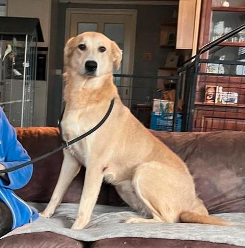 AIN: Fleur, een vrolijke en energieke blonde meid, Dieren en Toebehoren, Honden | Niet-rashonden, Groot, Teef, Handelaar, Eén hond