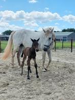 Drachtige Stermerrie recreatiepaard/fokmerrie, Dieren en Toebehoren, Paarden, Merrie, 0 tot 2 jaar