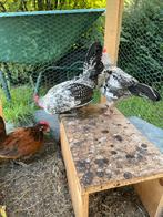 Gratis hanen, Dieren en Toebehoren, Pluimvee, Mannelijk, Kip