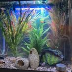 Jonge platys te koop
