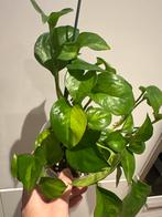 Epipremnum 'Global Green' Drakenklimop, Ophalen, Overige soorten, Halfschaduw, In pot