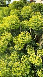 Jonge plantjes van de euphorbia wulfenii, Tuin en Terras, Planten | Tuinplanten, Volle zon, Vaste plant, Lente, Ophalen