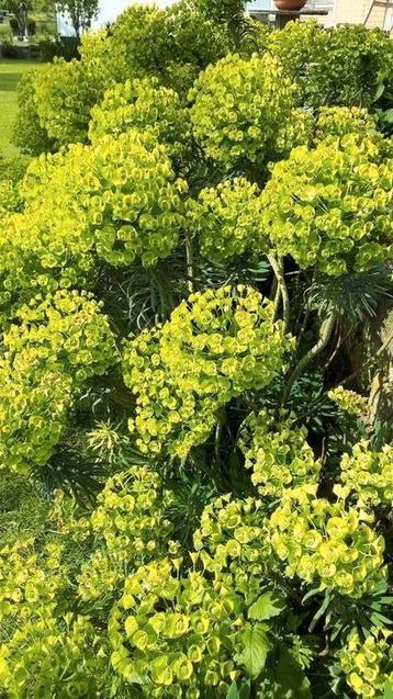 Jonge plantjes van de euphorbia wulfenii  beschikbaar voor biedingen