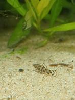 Vietnamese algeneter/Sewellua lineolata, Vis