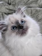 Ragdoll katertjes met stamboom uit erkende cattery, Dieren en Toebehoren, Kater, Gechipt, 0 tot 2 jaar