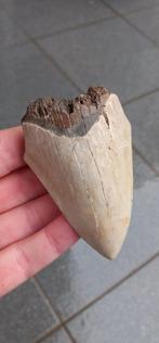 Megalodon fossiele haaientand uit Indonesië haai, Ophalen of Verzenden, Fossiel