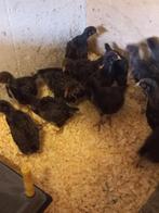 Dubbelgezoomde barnevelders HENNEN, Dieren en Toebehoren, Pluimvee, Meerdere dieren, Kip