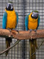 Blauwgele aras, Mannelijk, Parkiet