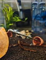 Jonge White Pearl Garnalen 10 voor € 8,00, Kreeft, Krab of Garnaal