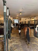 Verzorger aangeboden!! Verzorg pony gezocht