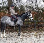 Hele brave schimmel ruin, Dieren en Toebehoren, Paarden, B, Ruin, 3 tot 6 jaar, 160 tot 165 cm