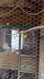 Te koop waterslagers, Dieren en Toebehoren, Vogels | Kanaries, Meerdere dieren