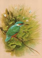 IJsvogel Alcedo Atthis op Tak boven Water door Basil Ede., Ophalen of Verzenden, Zo goed als nieuw
