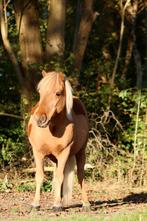 Verzorg(st)er gezocht voor Goldy, Dieren en Toebehoren, Paarden en Pony's | Overige Paardenspullen, Ophalen, Nieuw, Overige soorten