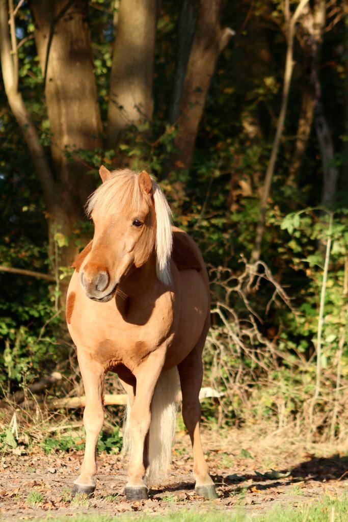 Verzorg(st)er gezocht voor Goldy, Dieren en Toebehoren, Paarden en Pony's | Overige Paardenspullen, Nieuw, Overige soorten, Ophalen