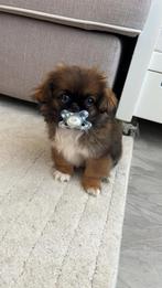 Lieve Pekingees puppy Sula zoekt een nieuw thuis, Dieren en Toebehoren, Honden | Chihuahua's en Gezelschapshonden, 15 weken tot 1 jaar