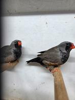 2 mooie Charcoal zebravinken, Dieren en Toebehoren, Vogels | Overige Vogels, Mannelijk