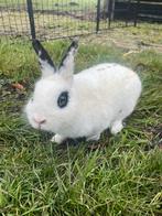 Lief rammetjes konijn, Mannelijk, Middelgroot, 0 tot 2 jaar