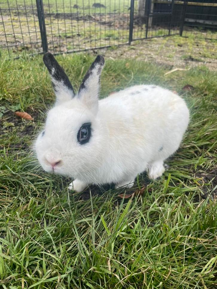Lief, tam konijn, Dieren en Toebehoren, Konijnen, Middelgroot, Mannelijk, 3 tot 5 jaar