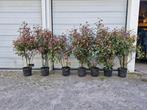 Photinia fraserii Red robin glansmispel, Tuin en Terras, Planten | Struiken en Hagen, Ophalen, Overige soorten, Struik, 100 tot 250 cm