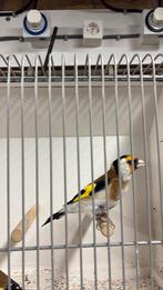 Majoorputters (mannen), Mannelijk