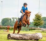 d pony, 8 jarige ruin, Dieren en Toebehoren, Pony's, Gechipt, Ruin, Springpony, L