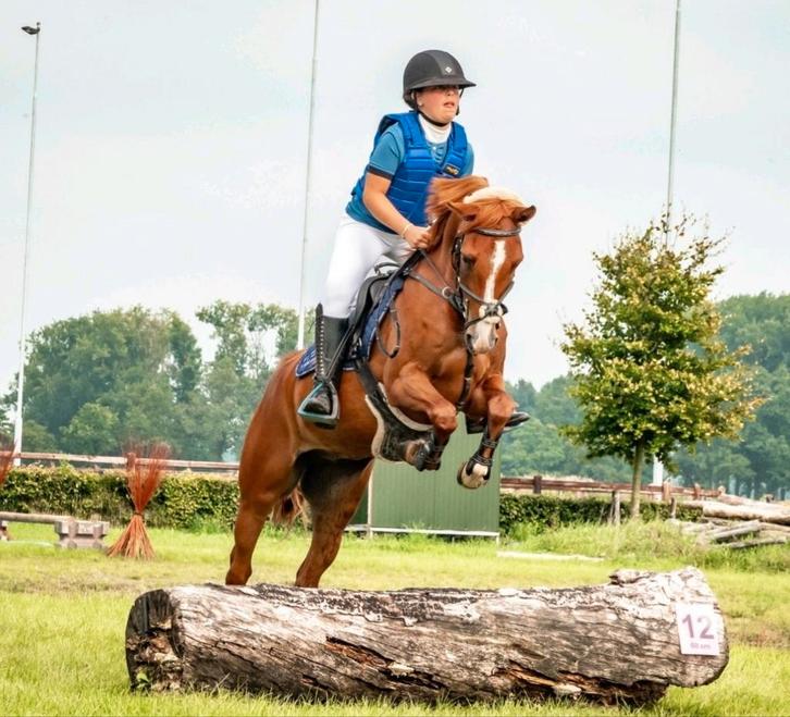 d pony, 8 jarige ruin, Dieren en Toebehoren, Pony's, Ruin, L, D pony (1.37m tot 1.48m), Springpony, 7 tot 10 jaar, Met stamboom