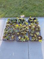 Aardbeienplantjes Lambada en Elsanta en doordragende, Ophalen, Volle zon, Vaste plant, Fruitplanten