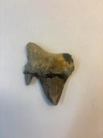 Megalodon Haaientand (1), Ophalen of Verzenden, Fossiel