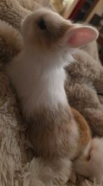 3 baby dwergkonijntjes, Dieren en Toebehoren, Ophalen, Hond