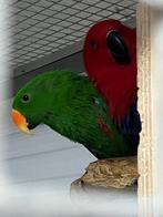 Zer goed koppel edels, Meerdere dieren, Parkiet, Geringd