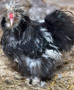 USA zijdehoen haan zwart mottled, Mannelijk, Kip