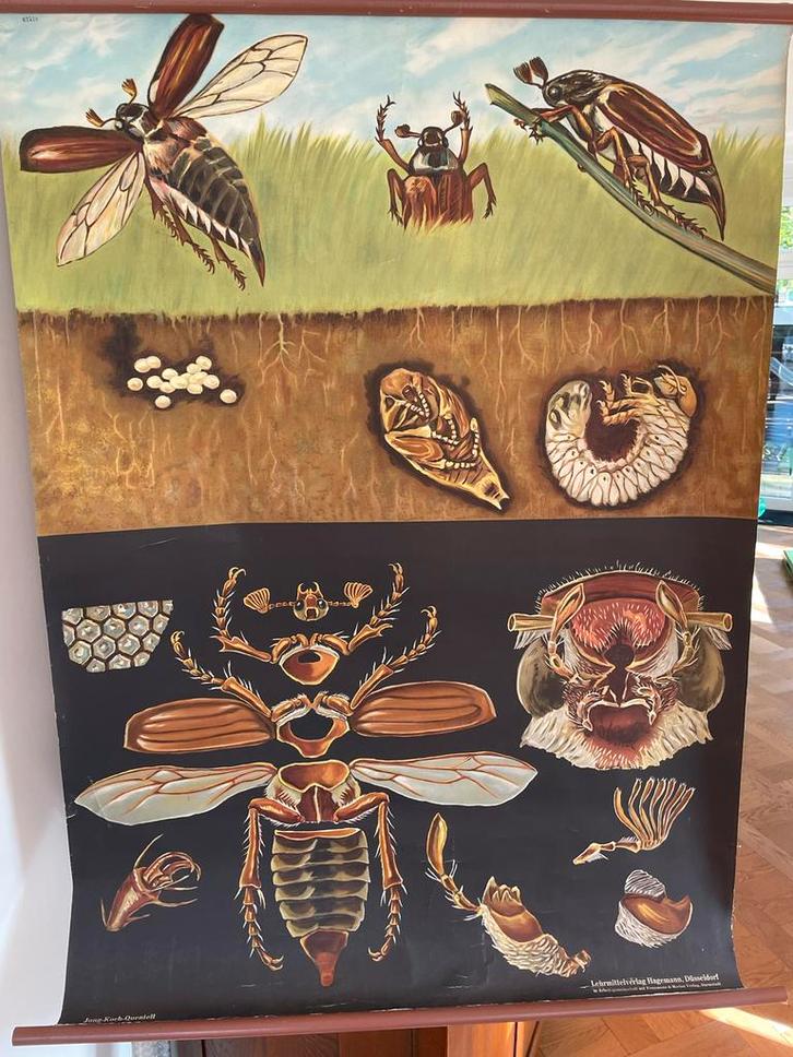 Schoolplaat van de Meikever door Jung-Koch-Quentell, Antiek en Kunst, Antiek | Schoolplaten, Natuur en Biologie, Ophalen of Verzenden