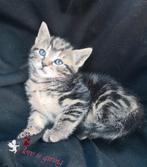 Prachtige kittens❤, Dieren en Toebehoren, Katten en Kittens | Overige Katten, Meerdere dieren, Kortharig, 0 tot 2 jaar