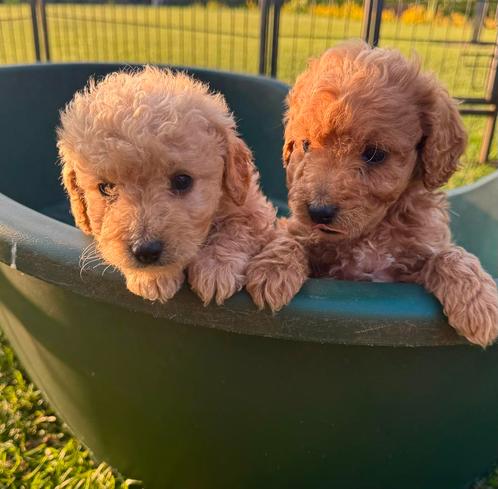 Lieve toypoedel/ Toy poedel pups te koop, Dieren en Toebehoren, Honden | Chihuahua's en Gezelschapshonden, Meerdere dieren, Poedel