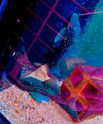 L128 blue phantom pleco ( wildvang) 7-8 cm eigen fotos, Dieren en Toebehoren, Vis